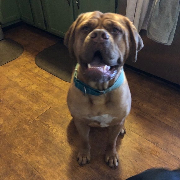 Meet your Posher, Amber - Picture 6 of 7